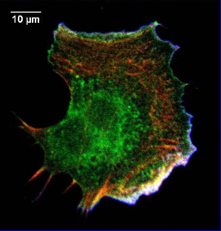 7 cell